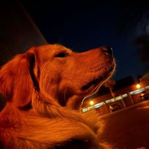 Meet your Posher, Dongyu